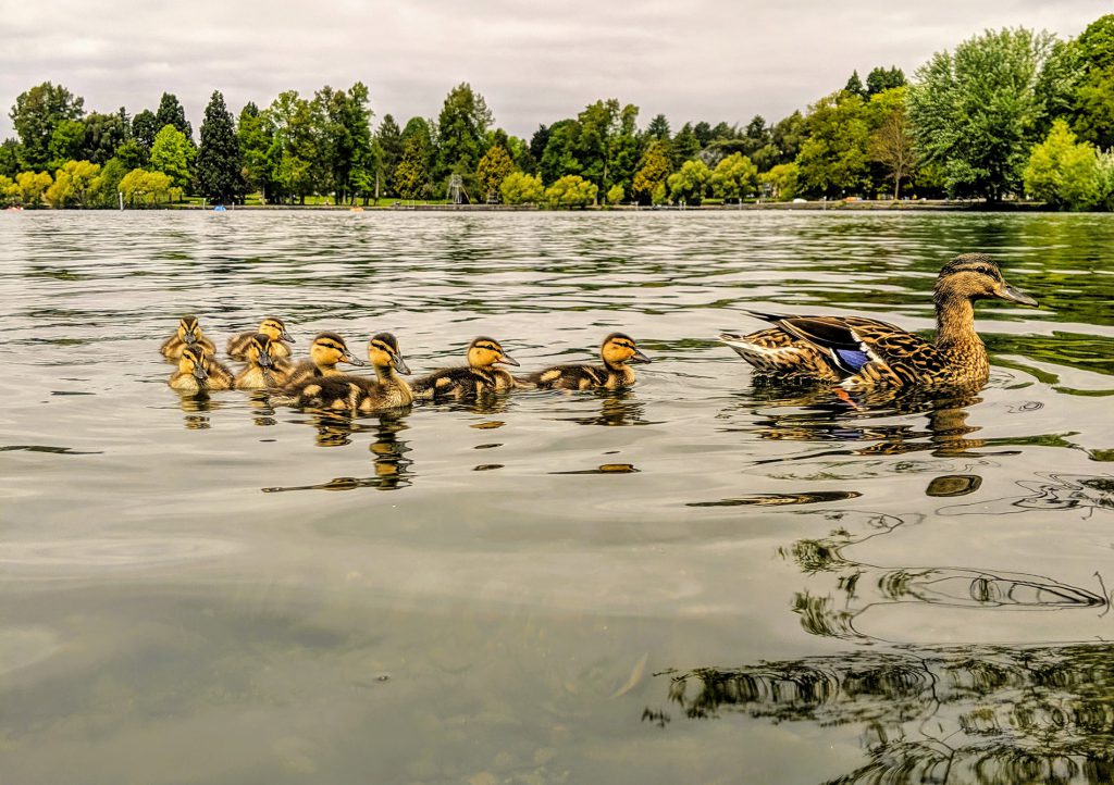 green-lake-ducks